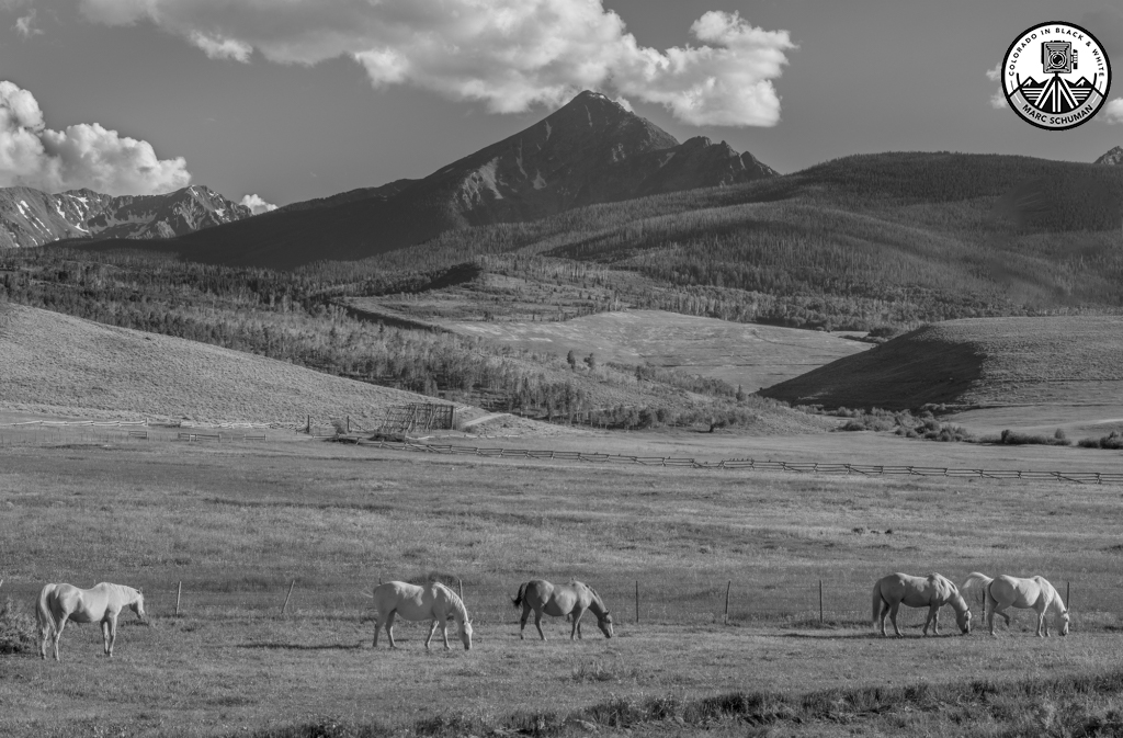 monochromatic prints