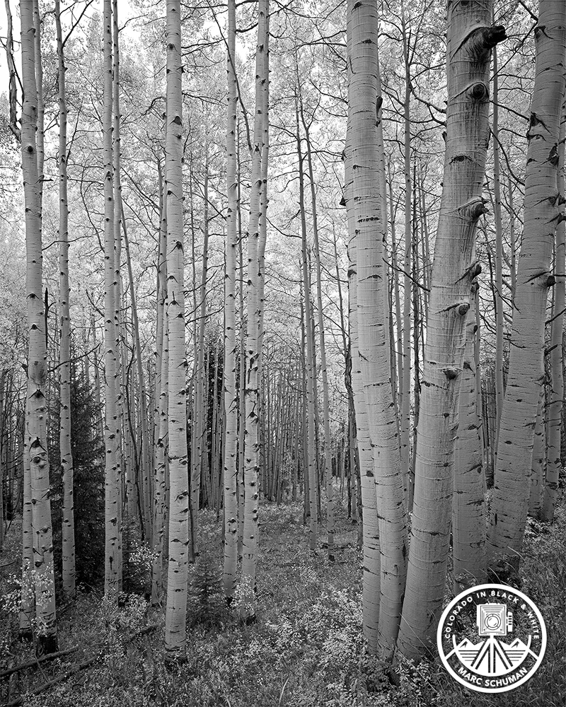 Silver Halide vs. Gelatin Prints